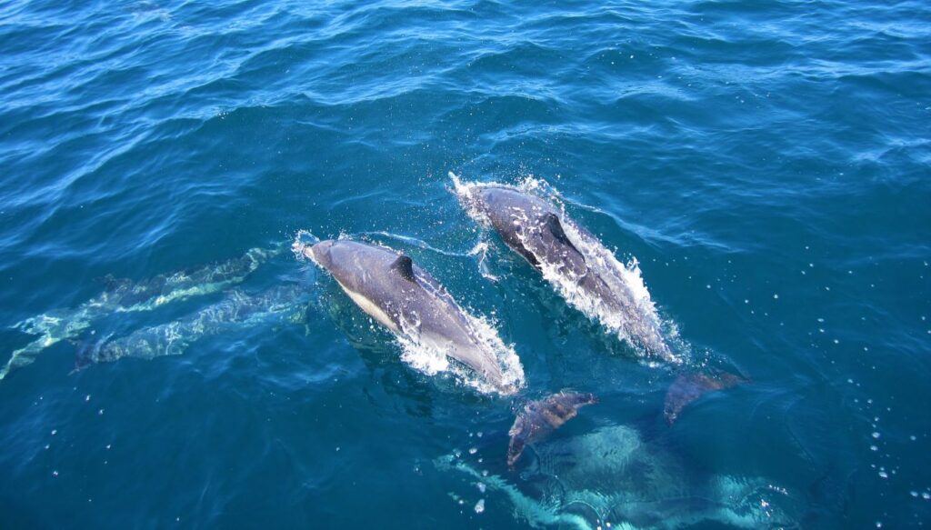 sanibel island dolphins