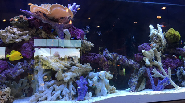 Tropical Aquarium
