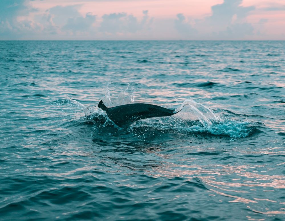dolphins swimming in ocean