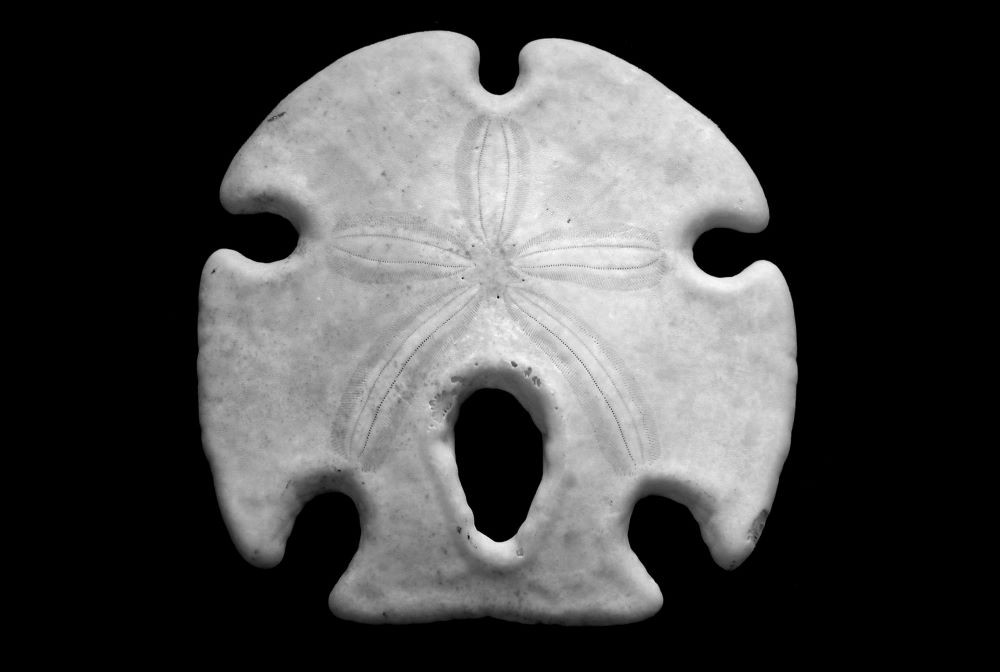 sand dollar