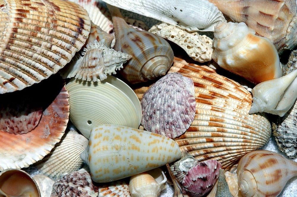 shells